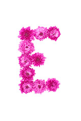 Letter E made of flowers, figures from pink Chrysanthemum, isolated on white background.