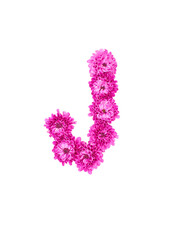 Letter J made of flowers, figures from pink Chrysanthemum, isolated on white background.