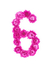 Number six made of flowers, figures from pink Chrysanthemum, isolated on white background.