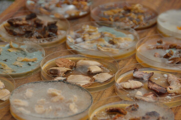 Mycelium grown at home from various mushrooms in a petri dish on agar agar. 