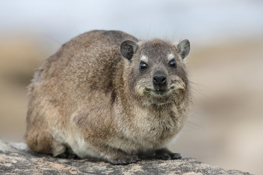 Close up of one Cape Dassie (Procavia capensis ssp. Capensis) on rocks, South Coast, South Africa. Animal portrait. One animal.