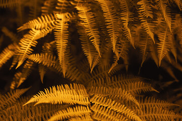 Autumn ferns leaves background. Golden foliage natural floral pattern. Selective focus