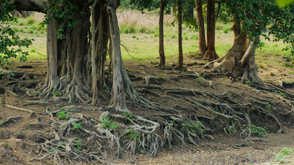 roots of a tree