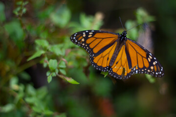 Mariposa monarca, morelia michoacan