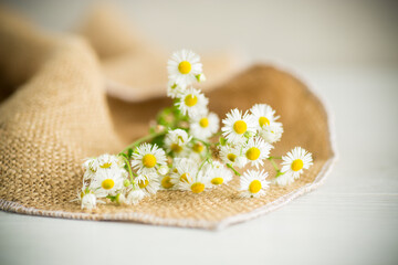 Fototapeta na wymiar a bouquet of white uncultivated wild chamomile