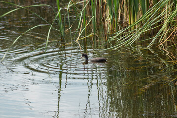 Flora and fauna in Zasavica nature reserve in Serbia