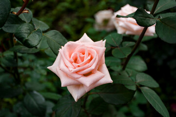 Pink single rose, close up view
