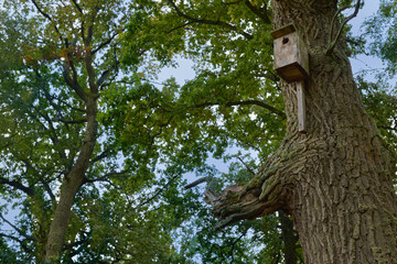 Bird house on an oak tree with green leaves. Nature concept. Ecology. Help for birds