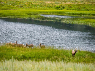 Herd of big horn sheep eating in the grassy marshland by water.