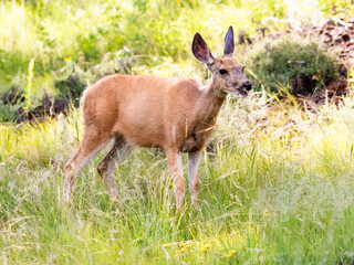 Naklejka na ściany i meble Female mule deer doe standing in the grass. Side view full body