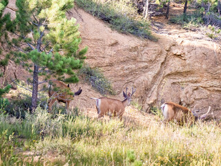 Naklejka na ściany i meble 3 male mule deer bucks walking through grassy field.