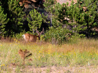 Male mule deer buck from behind in grassy field. From behind