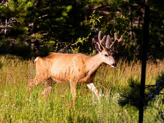Large male mule deer buck walking through grassy field.
