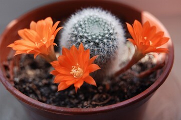 flower in a pot