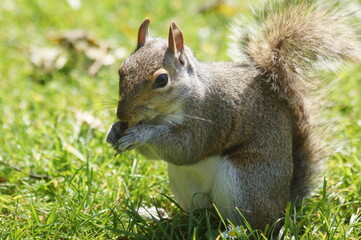 A squirrel eating a nut in the grass, in a London park