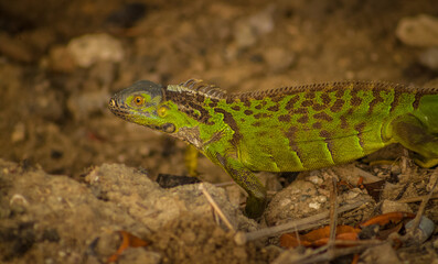 iguana verde escamosa en su habitat