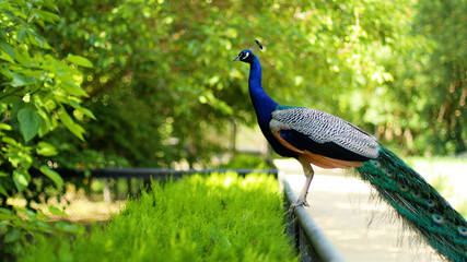 Obraz premium Beautiful indian peacock or peafowl bird with feathers out sits on a fence in a city park or a zoo in a nature reserve