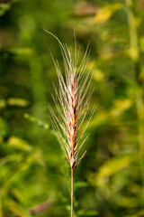 Wild Rye green background Arlington Virginia