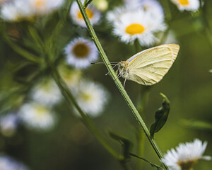 a white butterfly on a plant stem