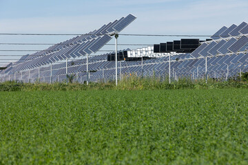 Fototapeta premium Agrivoltaic