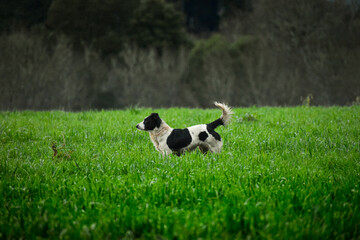 Perro blanco con manchas negras pequeño de campo en una pradera verde de un sector rural alerta y vigilando