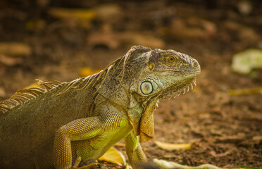 iguana verde escamosa en su habitat