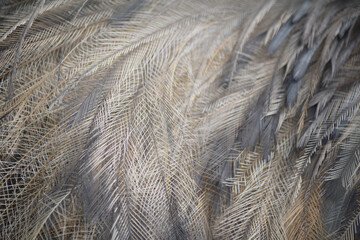 Detail of Emu Feathers