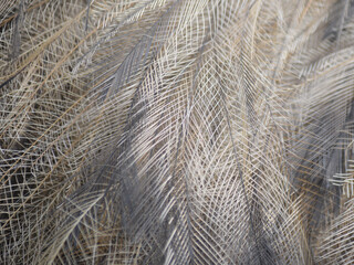 Detail of Emu Feathers