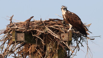 Osprey