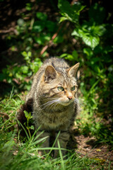 Naklejka na ściany i meble Scottish wildcat in the undergrowth 