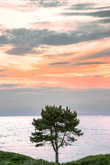 Fototapeta na wymiar A lonely pine tree against the backdrop of the Baltic Sea. The sky in the background is lit by the setting sun, Darłowo Poland