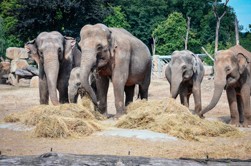 a group of elephants playing with hay elephants walking