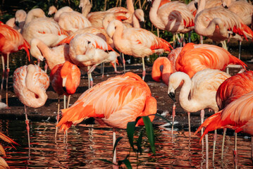 Pink flamingo close-up in zoo