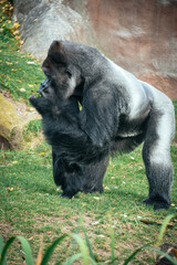 gorilla eating wild animals in nature