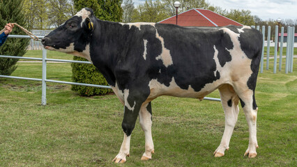 Bull-producer in the show rack. Images for the agricultural catalog. Production of sperm for insemination of cows. Agriculture business concept.