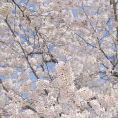 cherry blossom in snow
