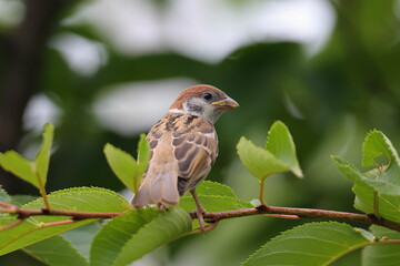 振り返りこちらを見るスズメ幼鳥
