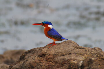 Malachite Kingfisher