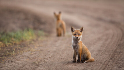 red fox sitting on a country road