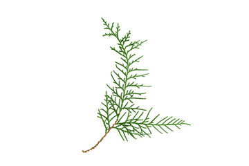 small green fir branch isolate