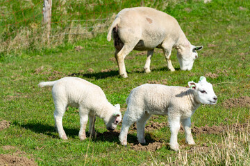 Naklejka premium Lambs family with newborn ram graze on the green dams of the North Sea in Zeeland, Netherlands