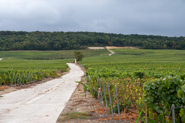 Obraz premium Landscape with green grand cru vineyards near Epernay, region Champagne, France in rainy day. Cultivation of white chardonnay wine grape on chalky soils of Cote des Blancs.