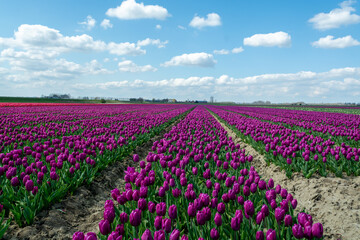 Dutch landscape, colorful tulip flowers fields in blossom in Zeeland province in april