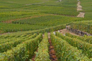 Landscape with green grand cru vineyards near Epernay, region Champagne, France in rainy day. Cultivation of white chardonnay wine grape on chalky soils of Cote des Blancs.