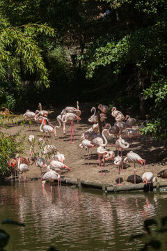 Groupe de flamants roses au bord de l'eau dans un parc zoologique
