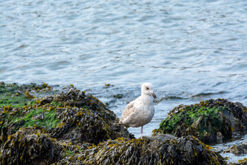 Young seagull sitting on rock during low tide in North Sea, Zeeland, Netherlands