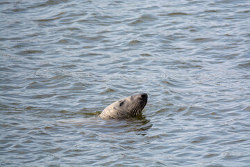 Head of sea seal swimming near Renesse beach, North sea, Zeeland, Netherlands