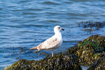 Young seagull sitting on stone during low tide in North Sea, Zeeland, Netherlands