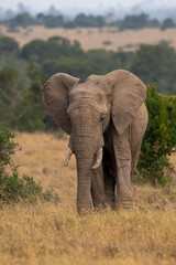 Fototapeta premium Clsoe up of African Bush Elephants walking on the road in wildlife reserve. Maasai Mara, Kenya, Africa. (Loxodonta africana)