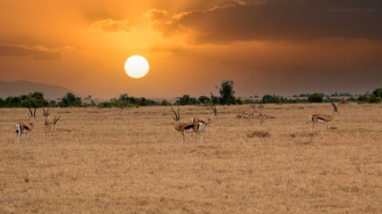 Impala (Aepyceros melampus) Maasai Mara, Kenya.